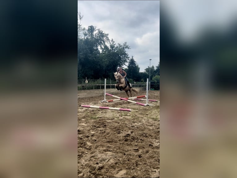 Andalou Jument 6 Ans 160 cm Palomino in Darmstadt