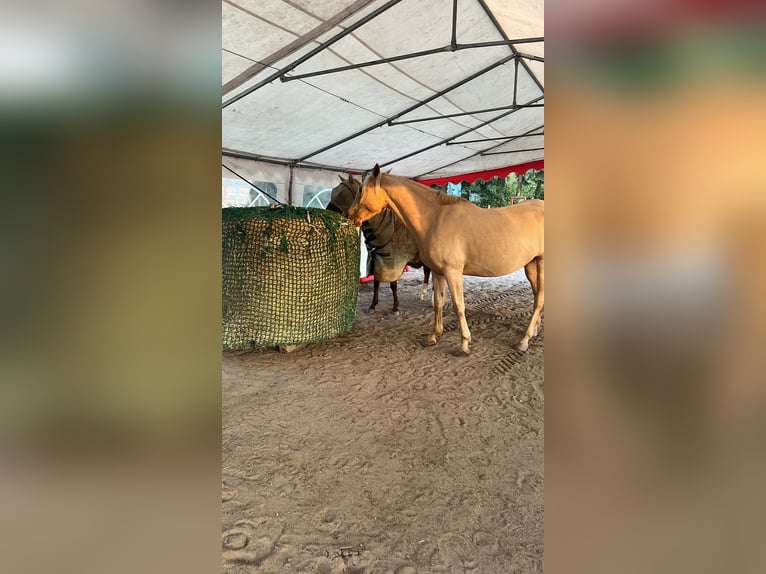 Andalou Jument 6 Ans 160 cm Palomino in Darmstadt