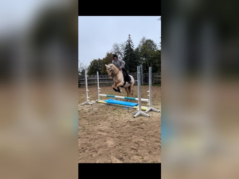 Andalou Jument 6 Ans 160 cm Palomino in Darmstadt