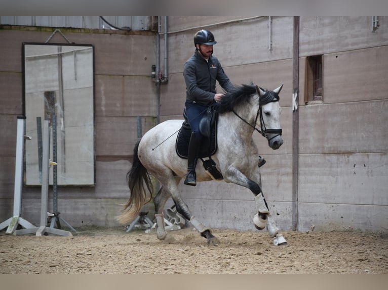 Andalou Jument 6 Ans 162 cm Gris (bai-dun) in Huy