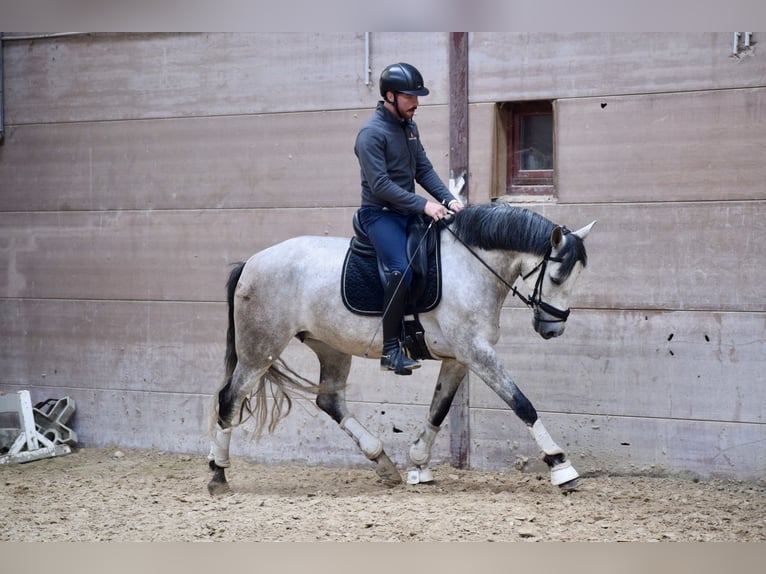 Andalou Jument 6 Ans 162 cm Gris (bai-dun) in Huy