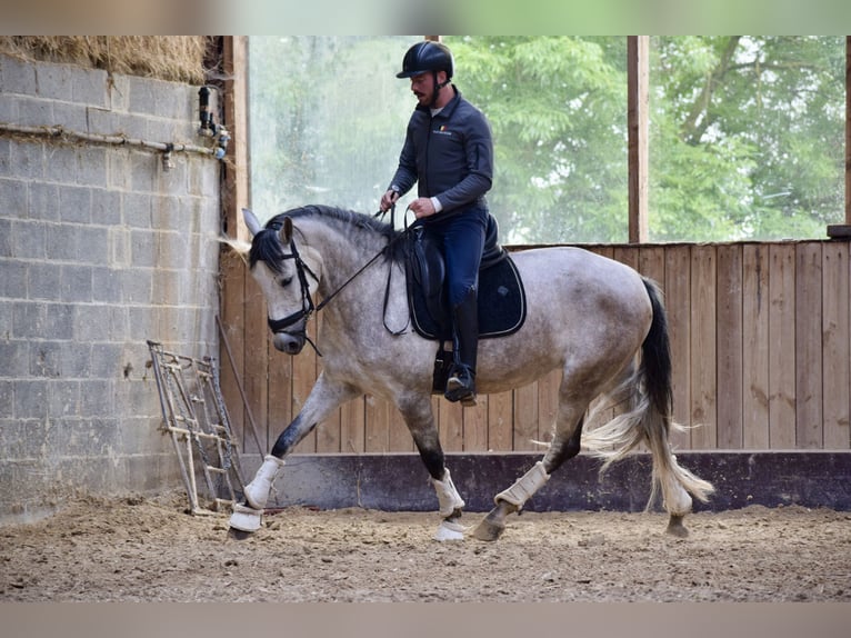 Andalou Jument 6 Ans 162 cm Gris (bai-dun) in Huy