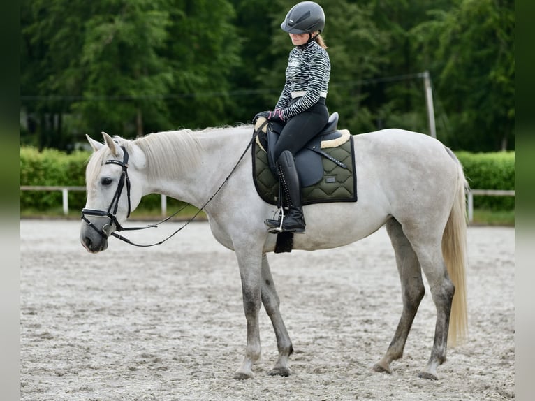 Andalou Jument 6 Ans 162 cm Gris in Neustadt Wied