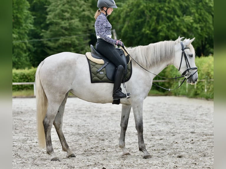 Andalou Jument 6 Ans 162 cm Gris in Neustadt Wied