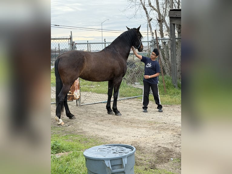 Andalou Jument 6 Ans 163 cm Alezan brûlé in Manteca