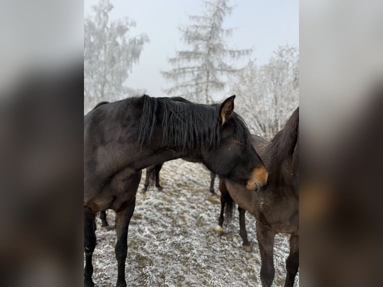 Andalou Jument 6 Ans 163 cm Bai in AchstettenAchstetten