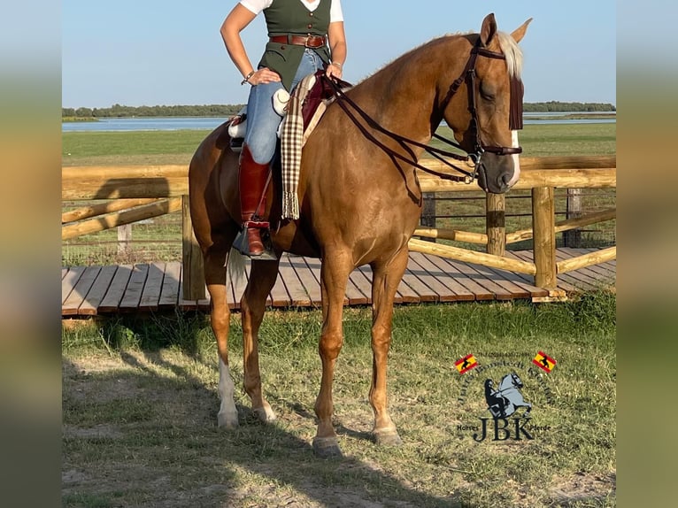 Andalou Jument 6 Ans 164 cm Palomino in Tabernas Almeria