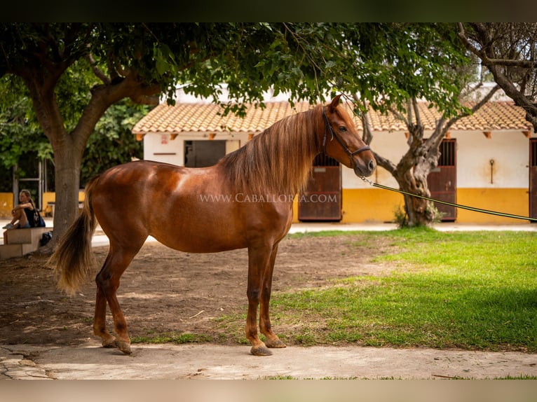 Andalou Jument 6 Ans 167 cm Alezan in Rafelguaraf