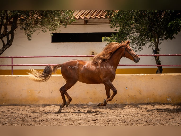 Andalou Jument 6 Ans 167 cm Alezan in Rafelguaraf