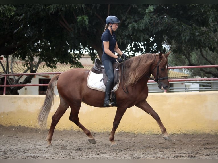 Andalou Jument 6 Ans 168 cm Alezan in Valencia