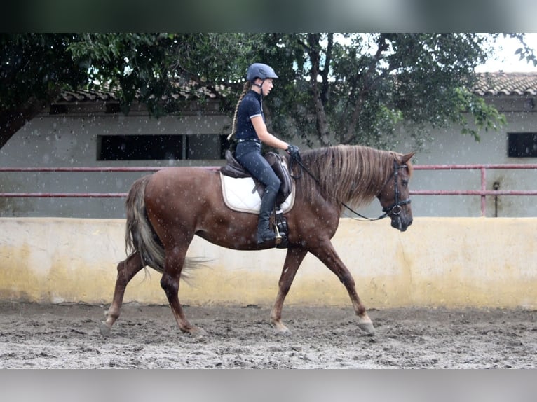 Andalou Jument 6 Ans 168 cm Alezan in Valencia