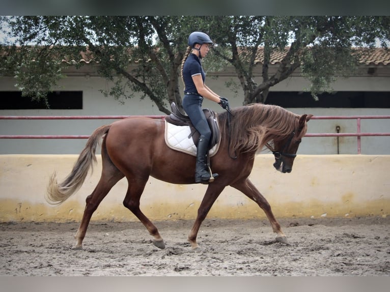 Andalou Jument 6 Ans 168 cm Alezan in Valencia