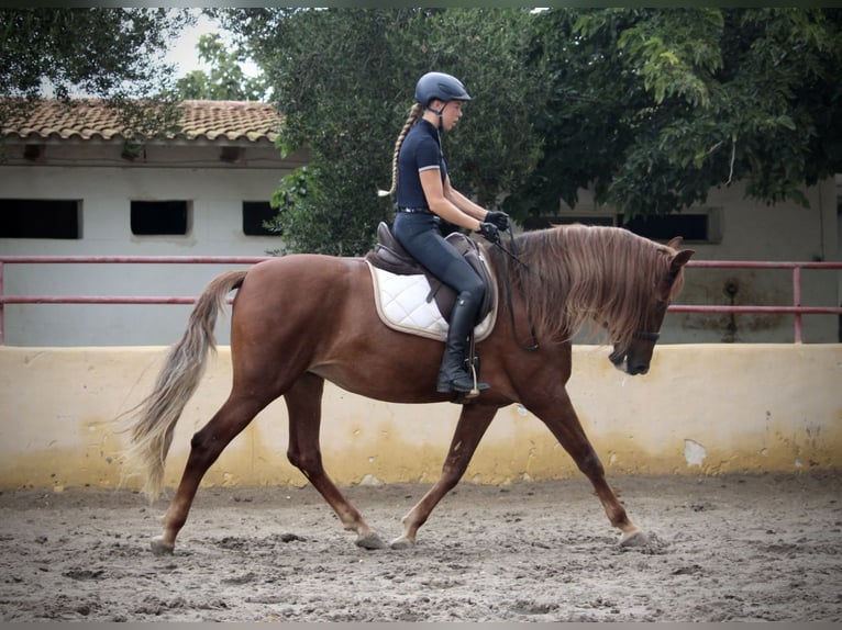 Andalou Jument 6 Ans 168 cm Alezan in Valencia