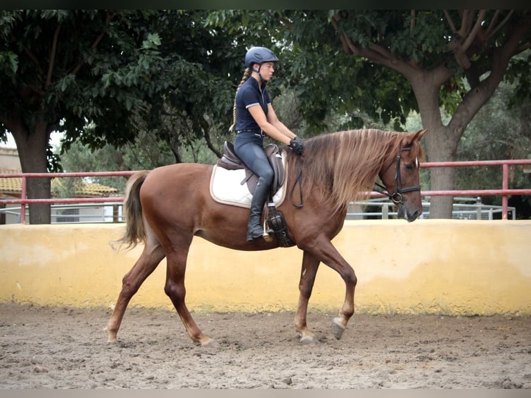 Andalou Jument 6 Ans 168 cm Alezan in Valencia