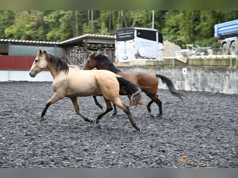 Andalou Jument 6 Ans in Küssaberg