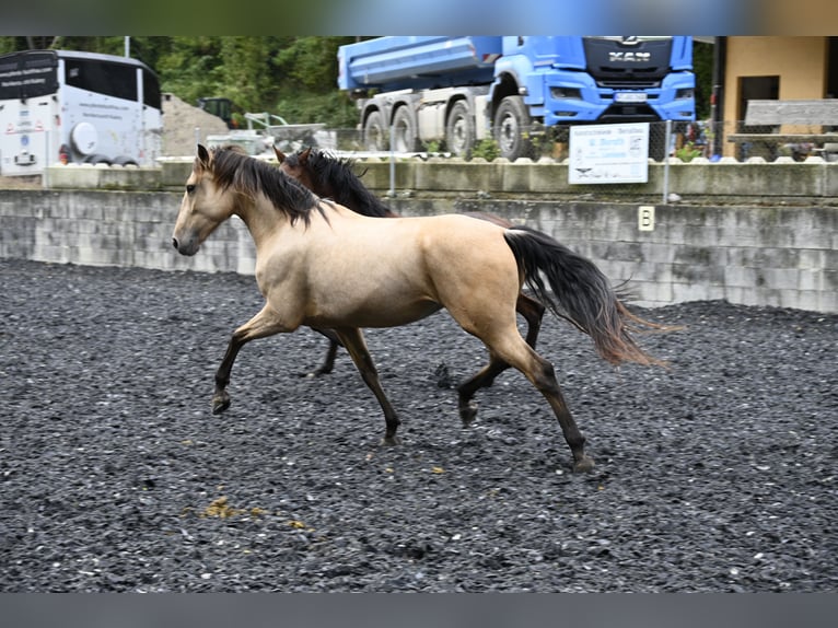 Andalou Jument 6 Ans in Küssaberg