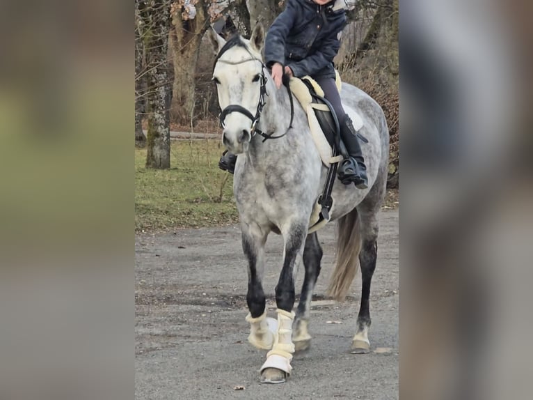 Andalou Jument 6 Ans Gris in Schwäbisch Gmünd