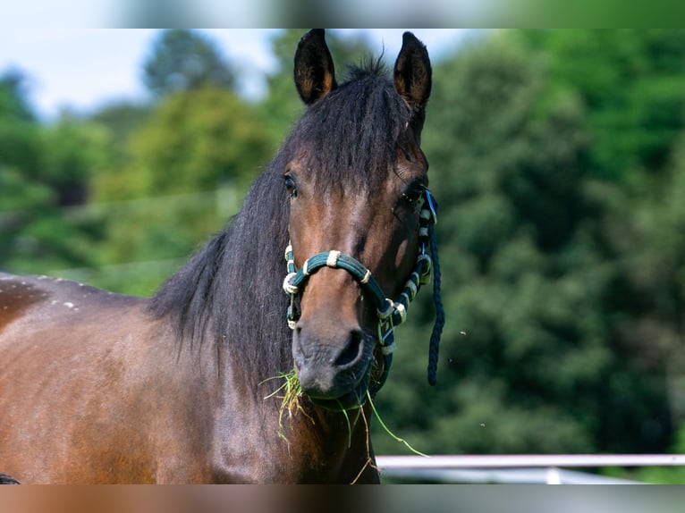 Andalou Croisé Jument 7 Ans 148 cm Bai in Aachen