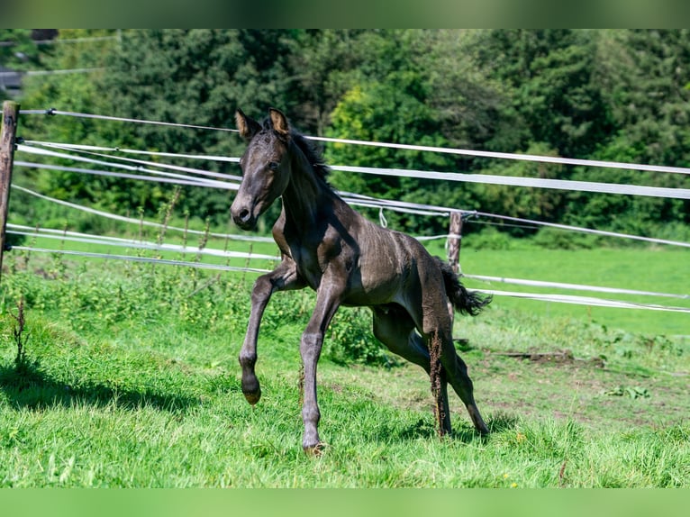 Andalou Croisé Jument 7 Ans 148 cm Bai in Aachen