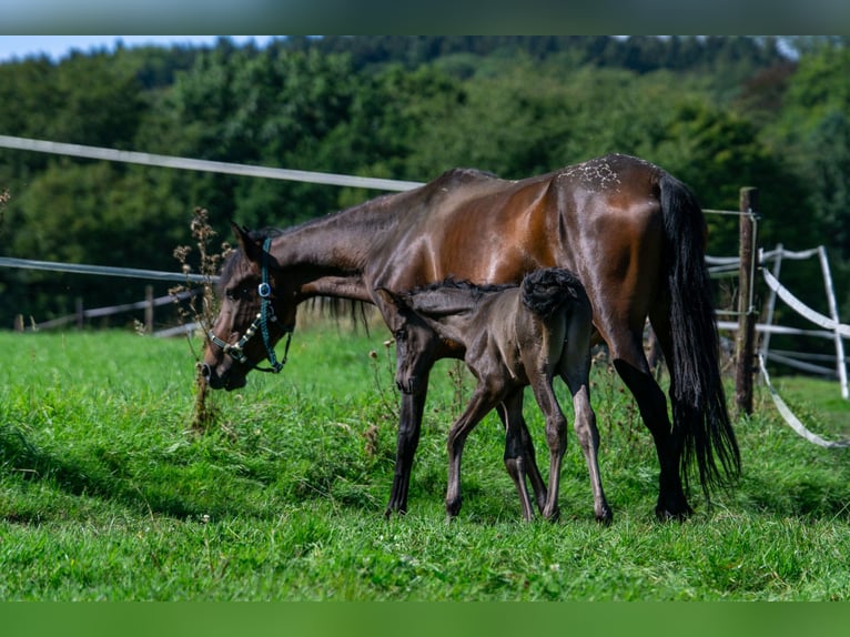 Andalou Croisé Jument 7 Ans 148 cm Bai in Aachen