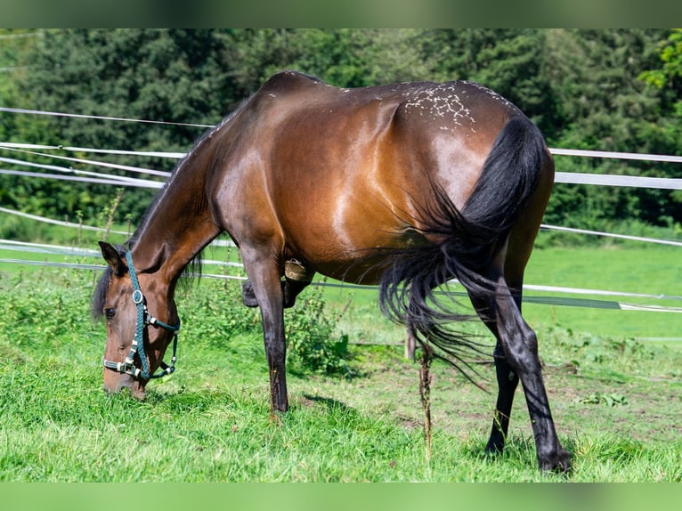 Andalou Croisé Jument 7 Ans 148 cm Bai in Aachen