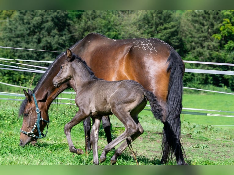 Andalou Croisé Jument 7 Ans 148 cm Bai in Aachen