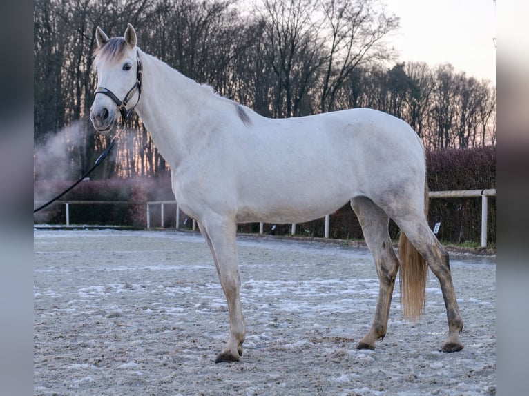 Andalou Jument 7 Ans 153 cm Gris in Neustadt (Wied)