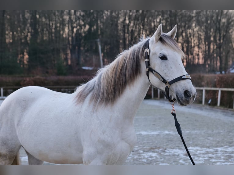 Andalou Jument 7 Ans 153 cm Gris in Neustadt (Wied)