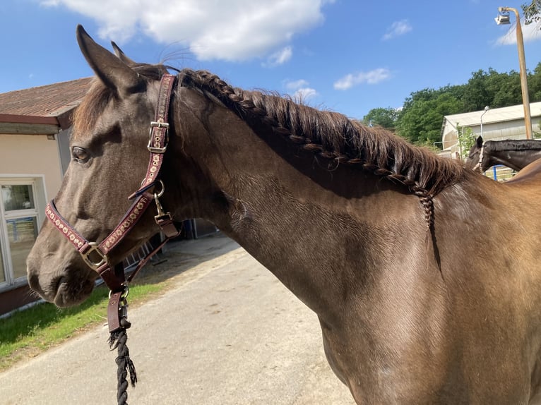 Andalou Jument 7 Ans 155 cm Bai brun in Hohenbocka