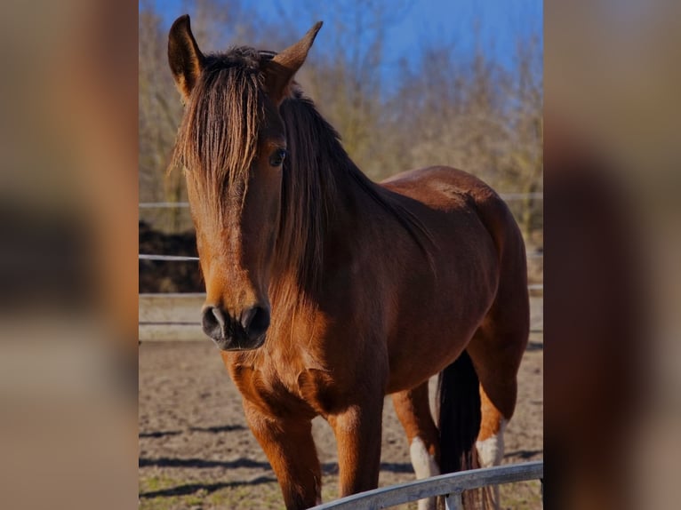 Andalou Croisé Jument 7 Ans 155 cm Bai in Thyrow