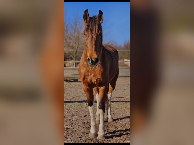 Andalou Croisé Jument 7 Ans 155 cm Bai in Thyrow