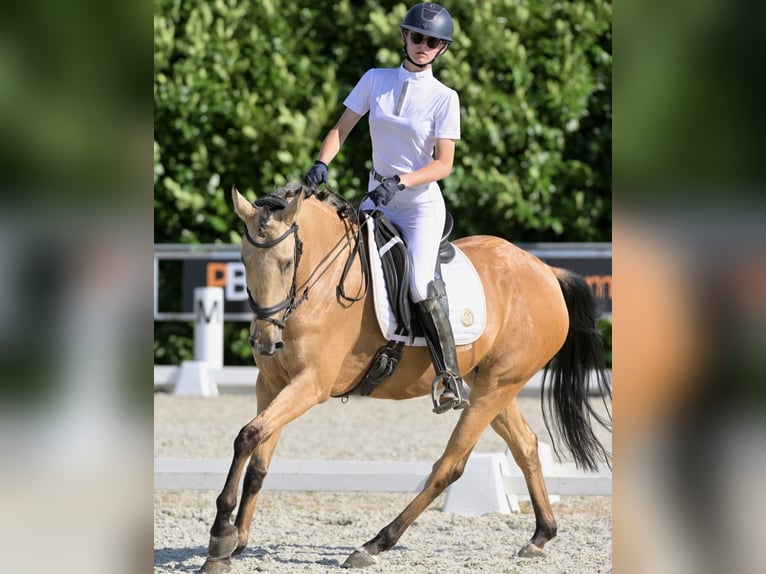 Andalou Croisé Jument 7 Ans 156 cm Buckskin in Rinsumageast