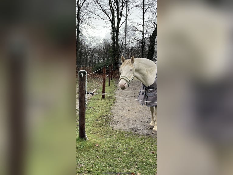 Andalou Jument 7 Ans 156 cm Cremello in Bergheim