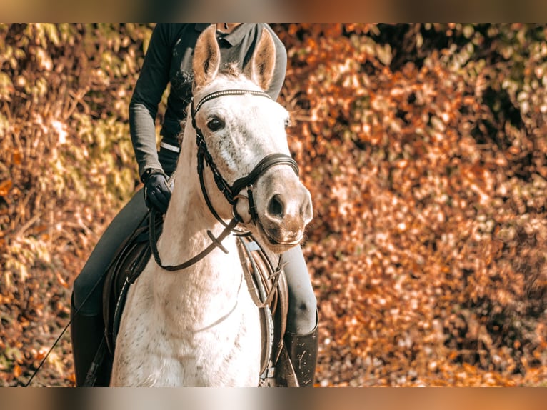 Andalou Croisé Jument 7 Ans 156 cm Gris in Gangelt