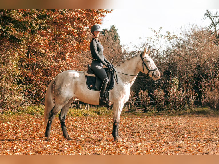 Andalou Croisé Jument 7 Ans 156 cm Gris in Gangelt