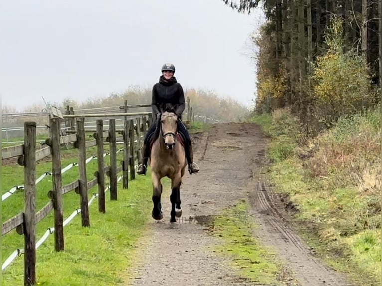 Andalou Jument 7 Ans 156 cm Isabelle in Neustadt (Wied)