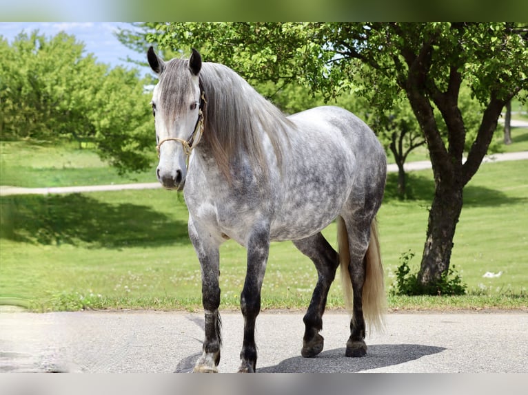 Andalou Croisé Jument 7 Ans 157 cm Gris in Chatfield