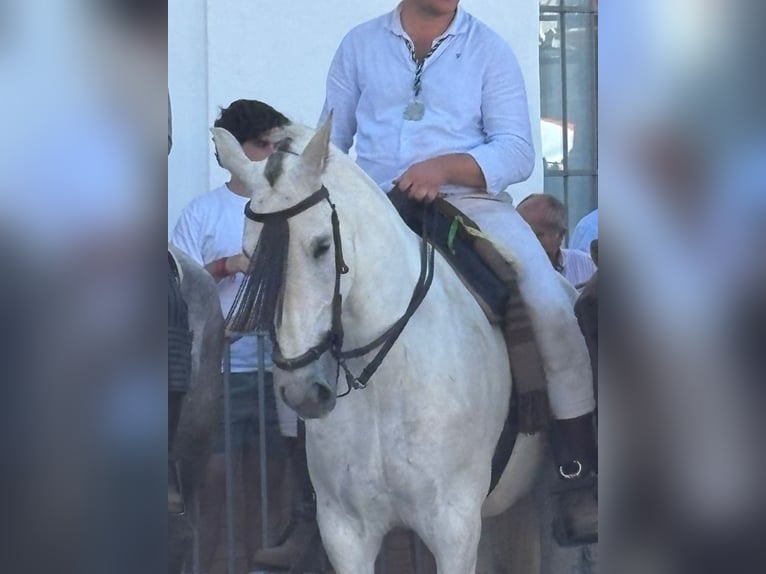 Andalou Croisé Jument 7 Ans 157 cm Gris in Lucena