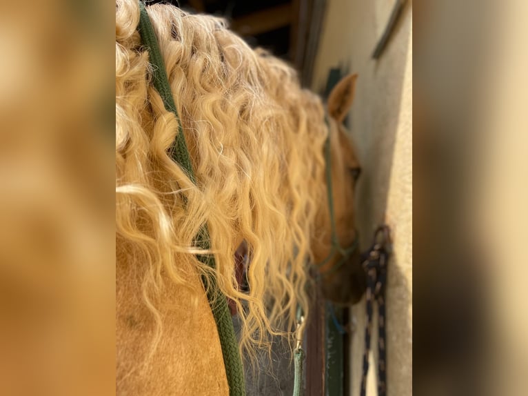 Andalou Jument 7 Ans 158 cm Palomino in Strasswalchen