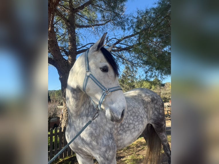 Andalou Jument 7 Ans 160 cm Gris pommelé in Barcelona