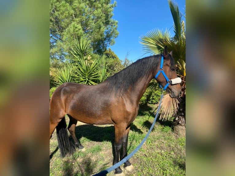 Andalou Jument 7 Ans 165 cm Bai in Solarino