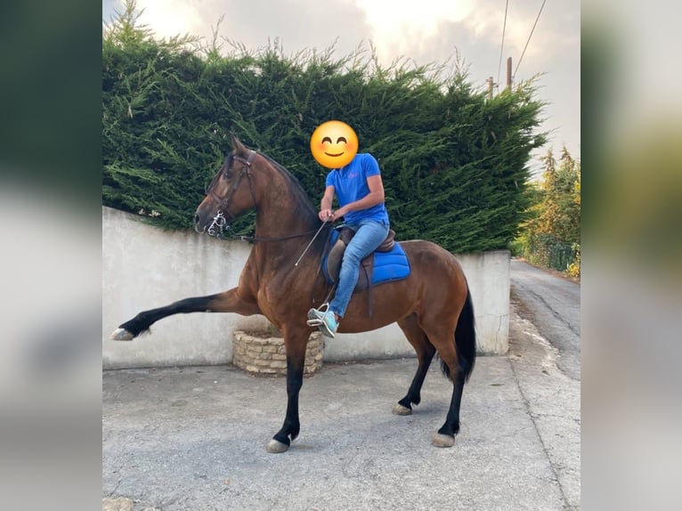 Andalou Jument 7 Ans 165 cm Bai in Solarino