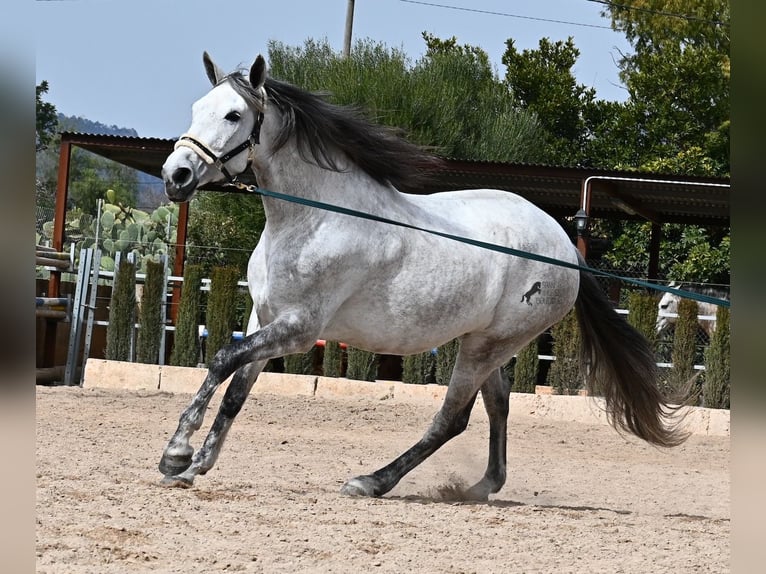 Andalou Jument 7 Ans 165 cm Gris in Mallorca