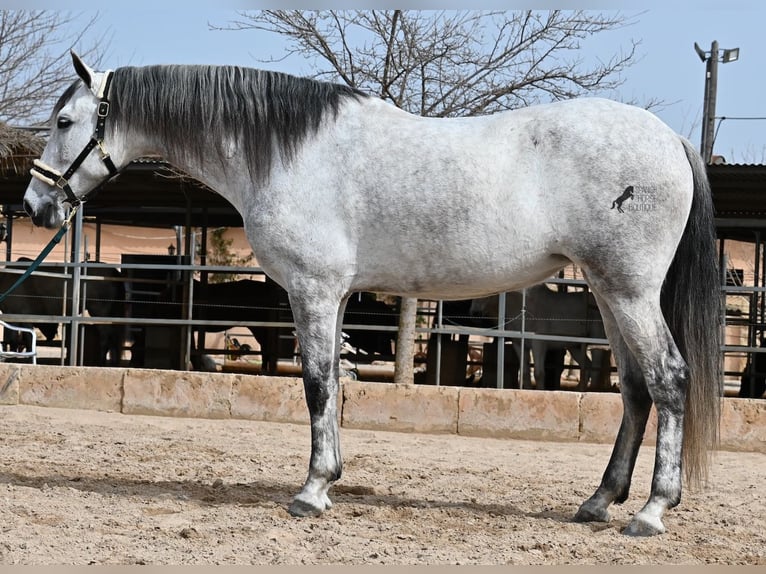 Andalou Jument 7 Ans 165 cm Gris in Mallorca