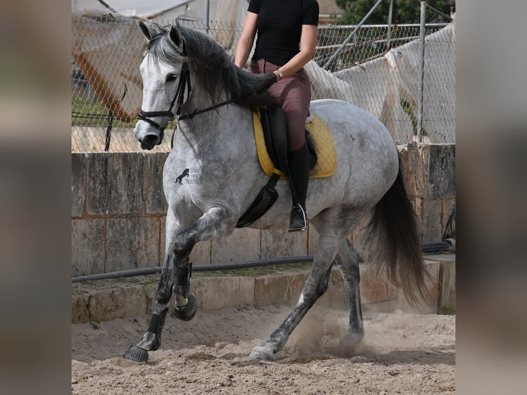 Andalou Jument 7 Ans 165 cm Gris in Mallorca