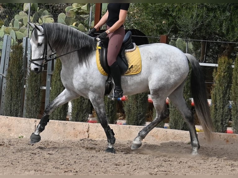 Andalou Jument 7 Ans 165 cm Gris in Mallorca