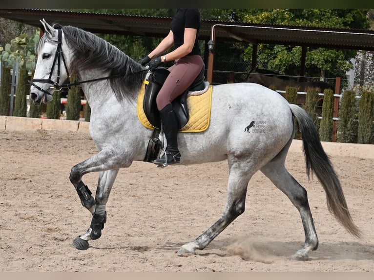 Andalou Jument 7 Ans 165 cm Gris in Mallorca