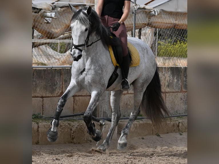 Andalou Jument 7 Ans 165 cm Gris in Mallorca