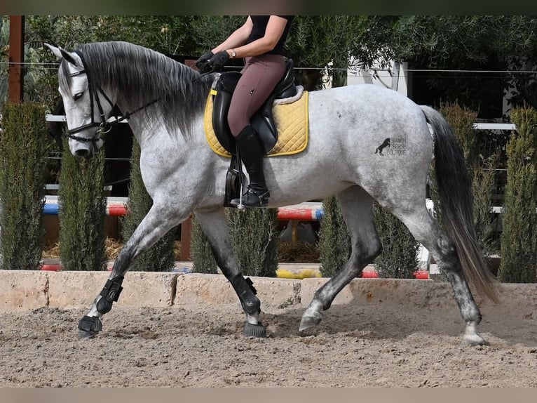 Andalou Jument 7 Ans 165 cm Gris in Mallorca