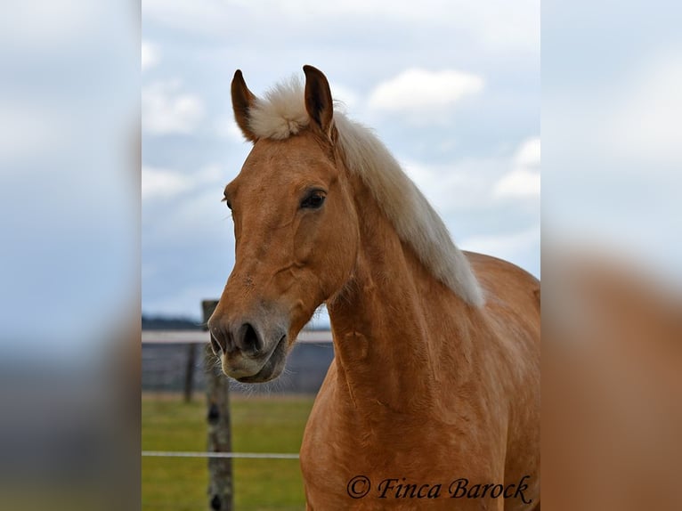 Andalou Jument 7 Ans 165 cm Palomino in Wiebelsheim
